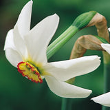 Narciss 'Recurvus'