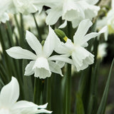 Narciss 'Thalia'