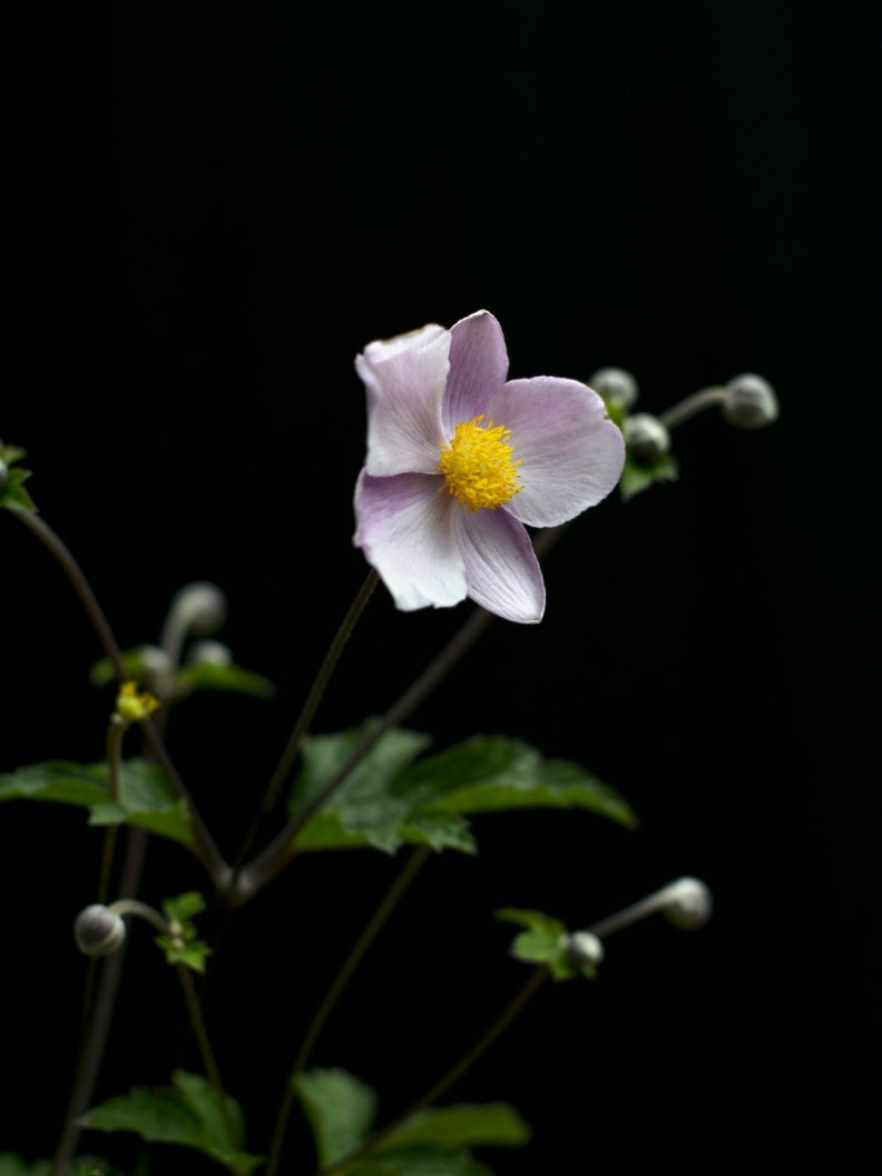 Höstsilverax 'Brunette' 2L