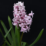 Hyacint 'Splendid Cornelia'