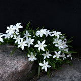 Vårstjärna 'Alba'