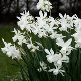 Narciss 'Thalia'