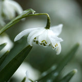 Fylld snödroppe 'Flore Pleno'