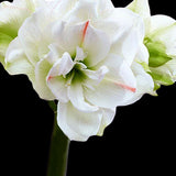 Amaryllislök 'White Amadeus'