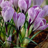 Krokus 'Pickwick'