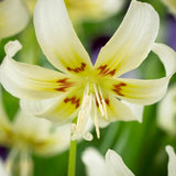 Hundtandslilja 'White Beauty'